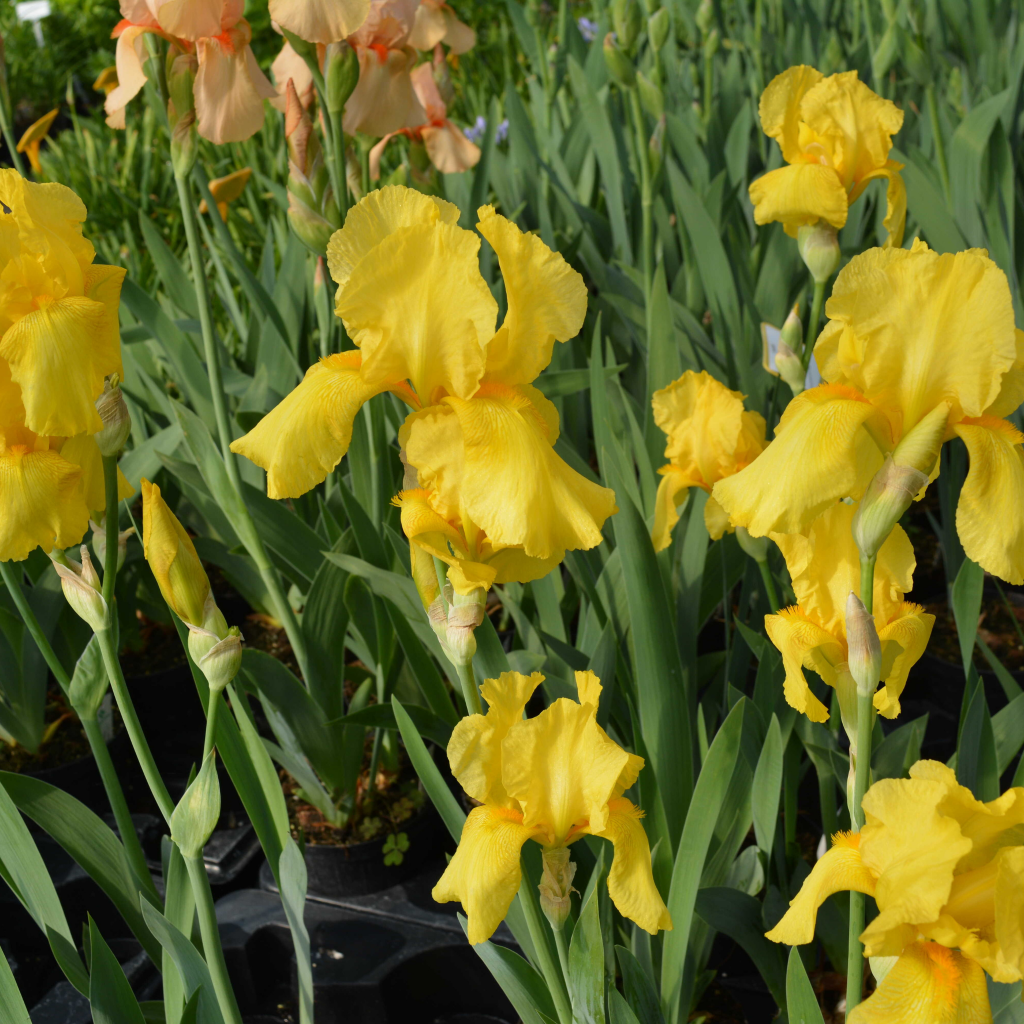 bulbi iris germanica91