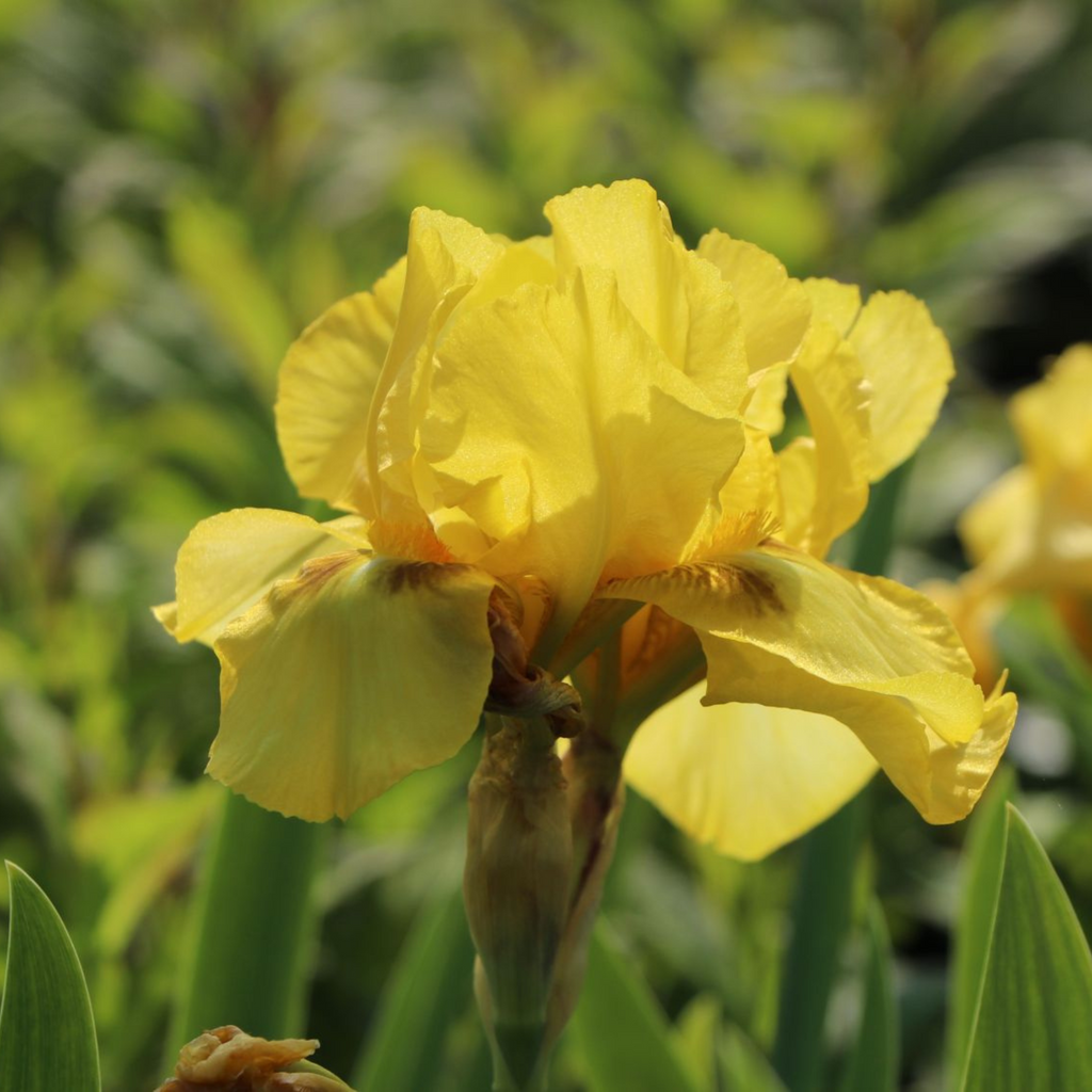 bulbi iris germanica92