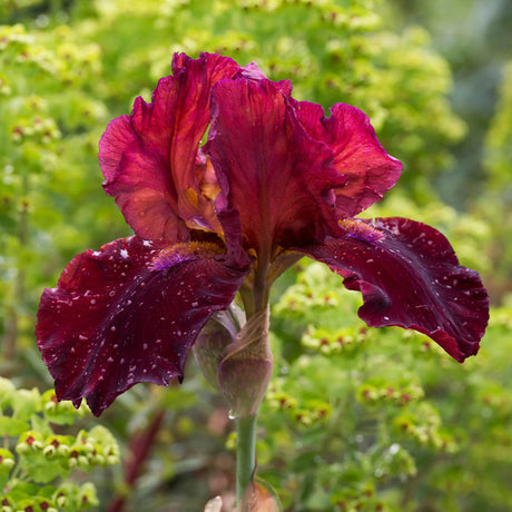 bulbi iris germanica96