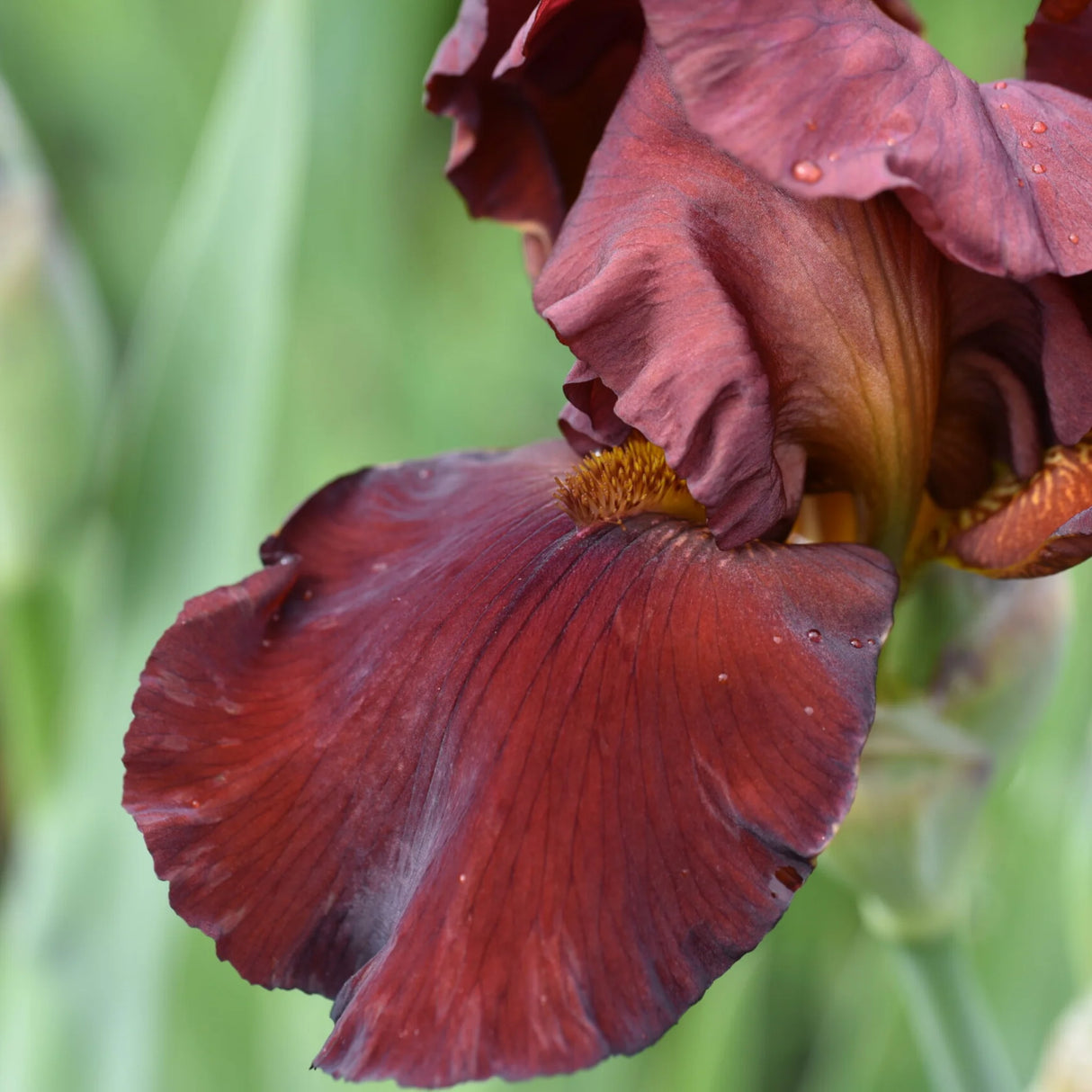 bulbi iris germanica97