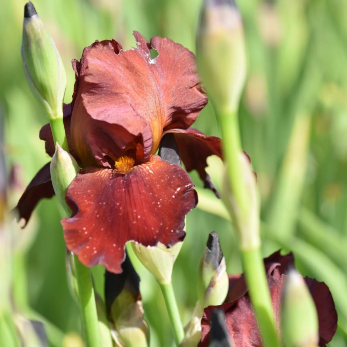 bulbi iris germanica98