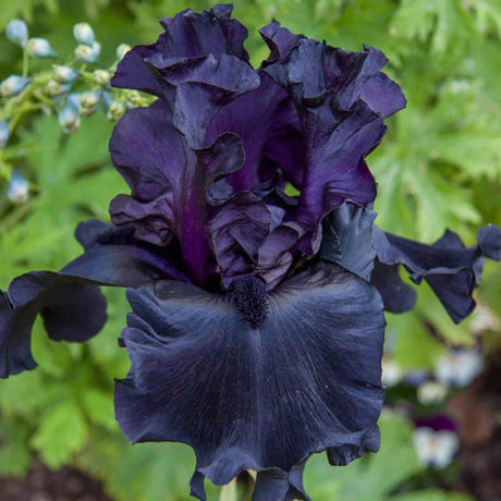 bulbi iris germanica99