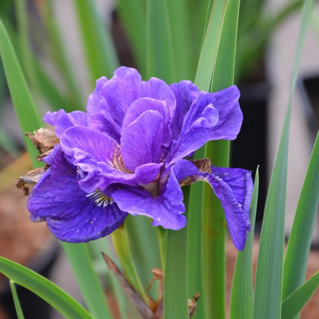 bulbi iris siberica