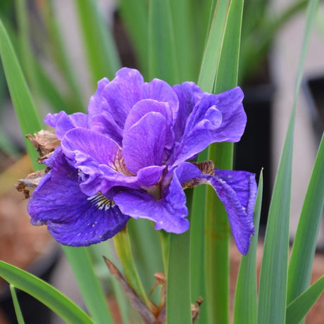 bulbi iris siberica
