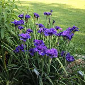 bulbi iris siberica