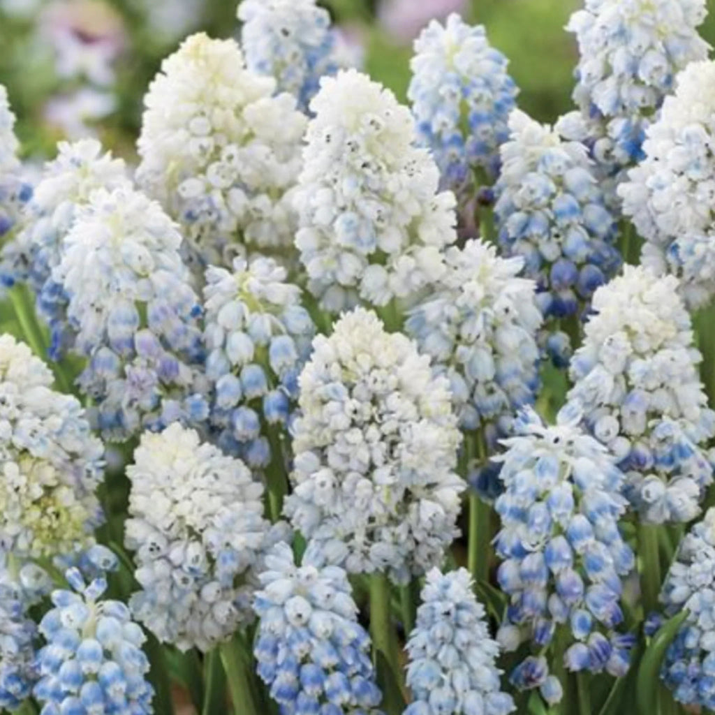 bulbi muscari