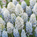bulbi_muscari - Fitza Florilor
