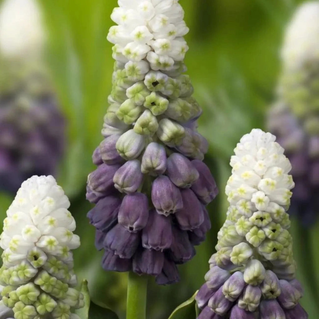 bulbi muscari01