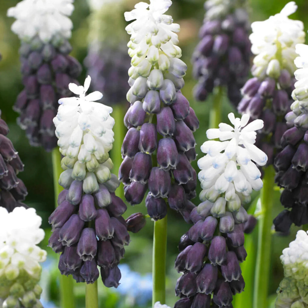 bulbi muscari03