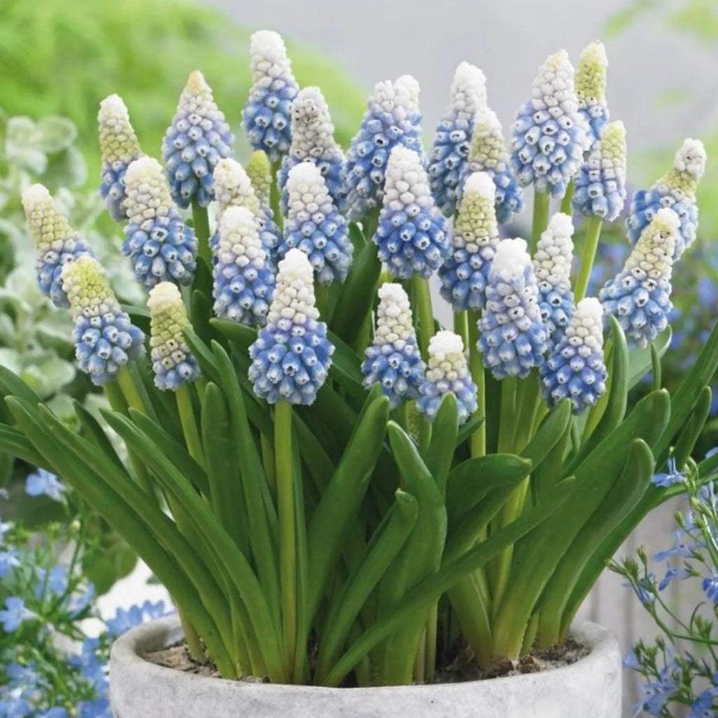 bulbi_muscari_02 - Fitza Florilor