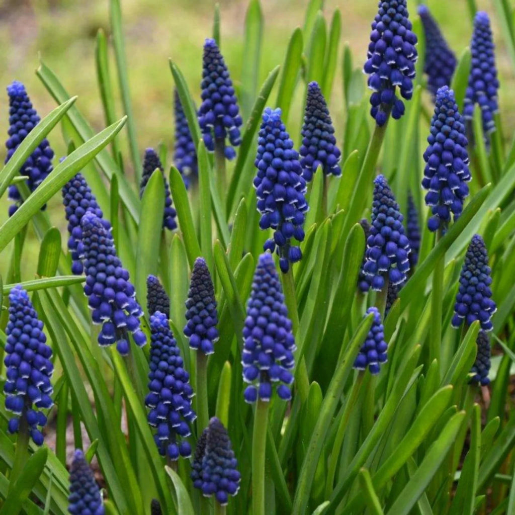 bulbi muscari 03