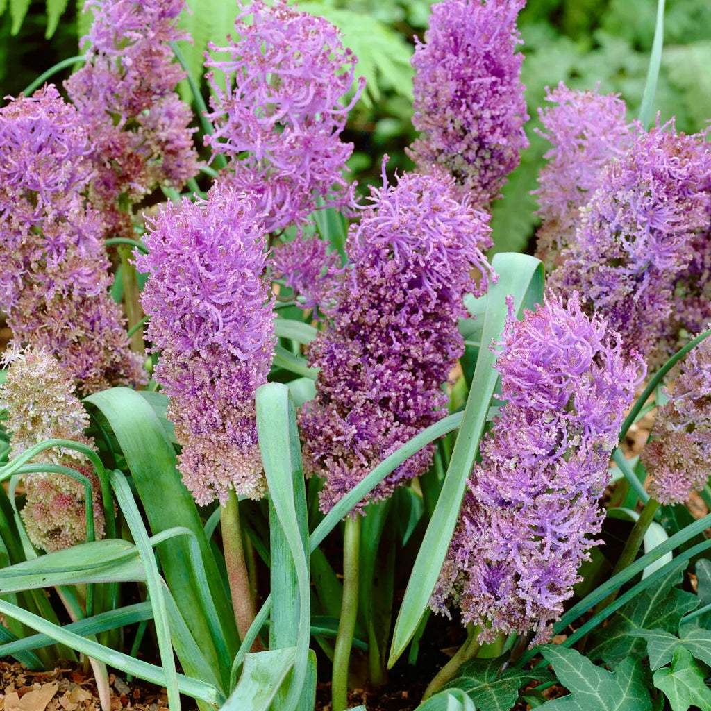 bulbi_muscari_06 - Fitza Florilor
