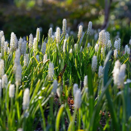 bulbi muscari 09