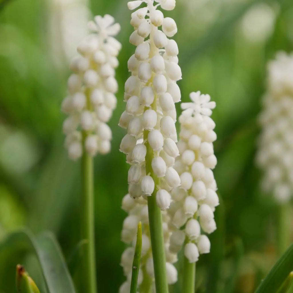 bulbi muscari 10