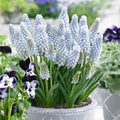 bulbi muscari12