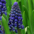bulbi muscari 16