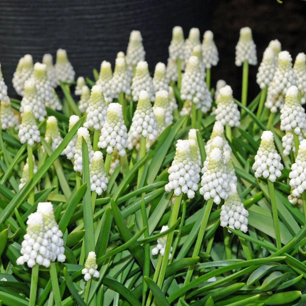 bulbi muscari 18