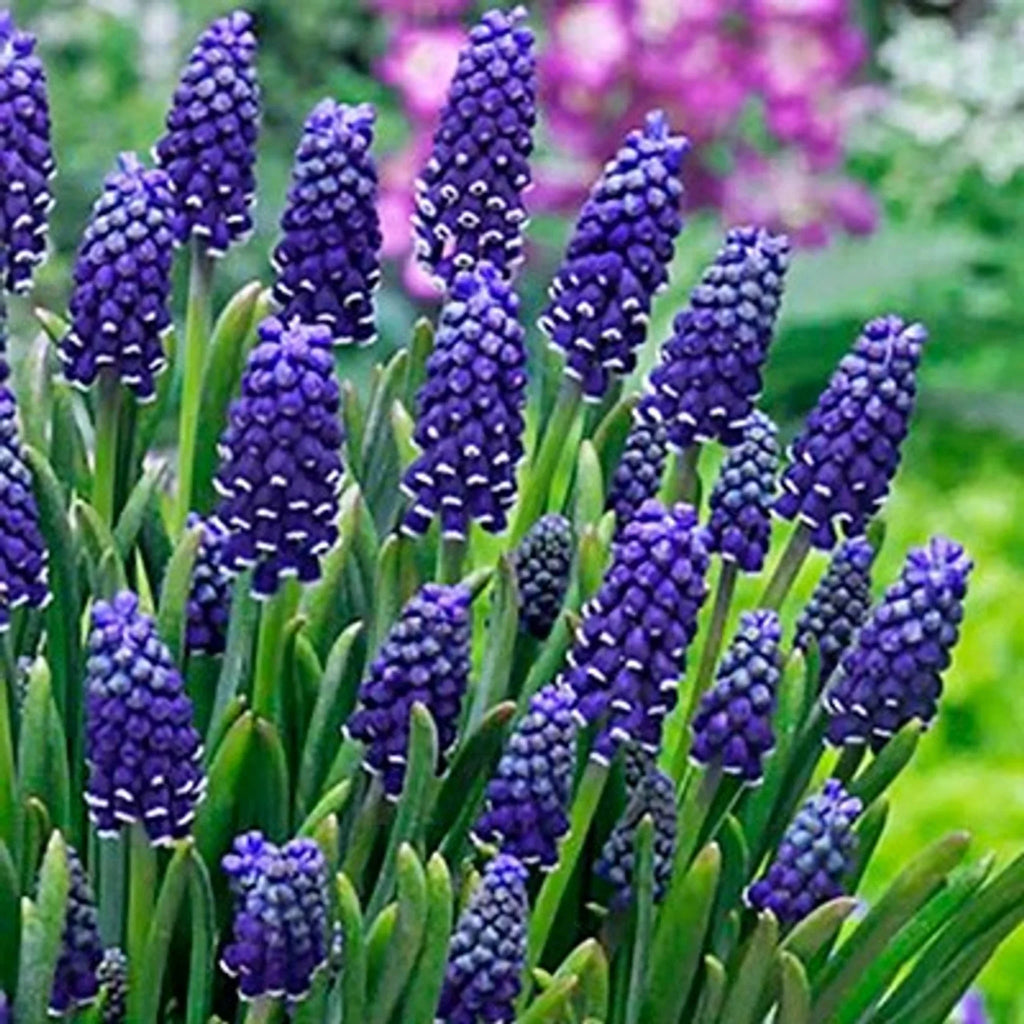 bulbi muscari21