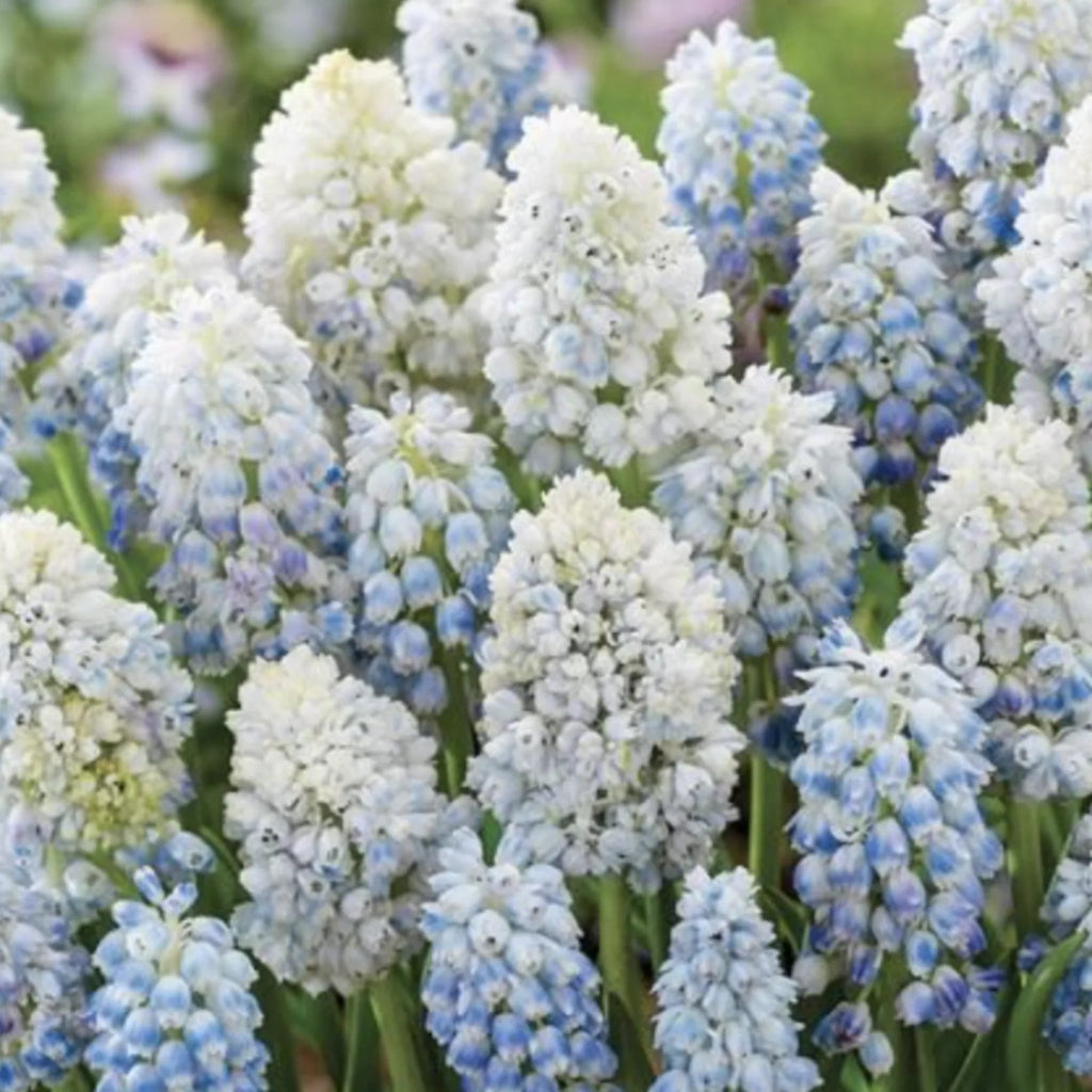 bulbi muscari 24