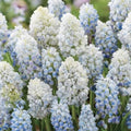 bulbi muscari 24