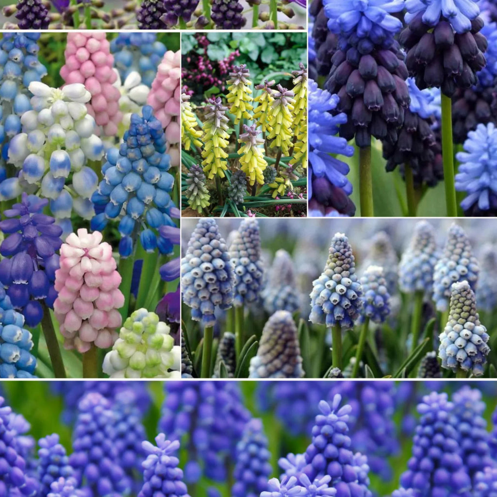 bulbi muscari 27