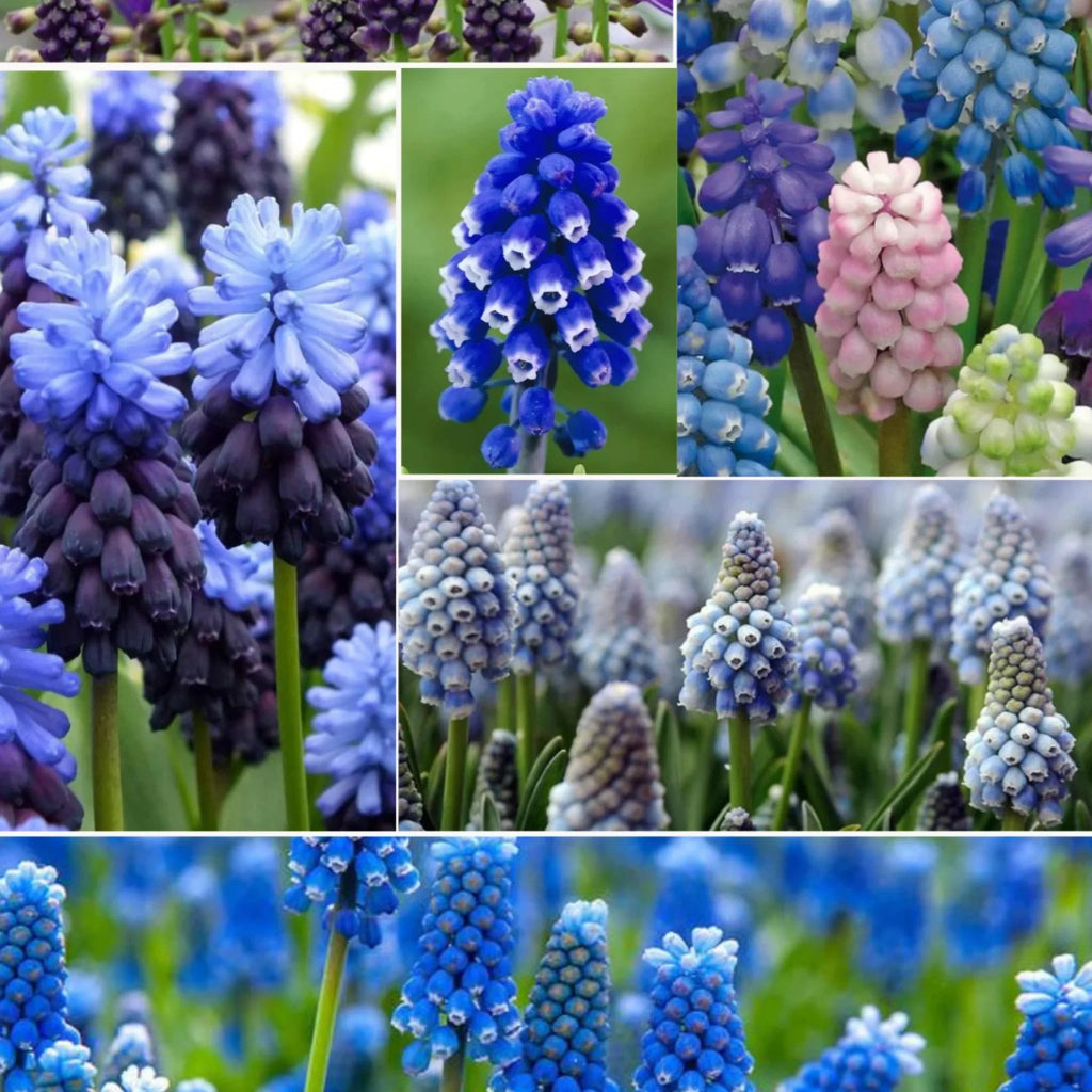 bulbi muscari 28