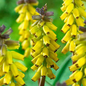 bulbi muscari 31