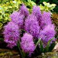 bulbi muscari 34
