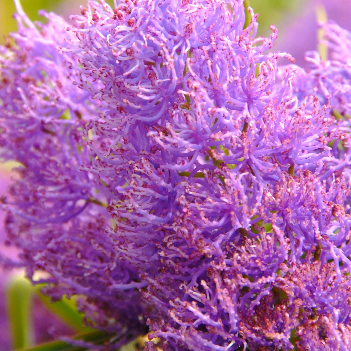 bulbi muscari35