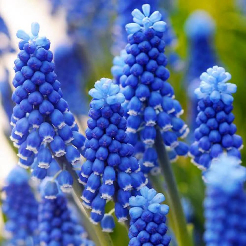 bulbi muscari 38