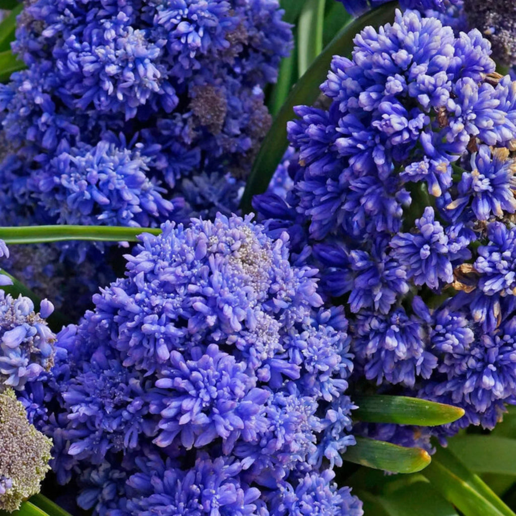 bulbi muscari 43