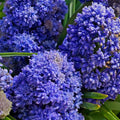 bulbi_muscari_43_0db9cdc5-89f6-42ef-acbf-5bbb57110361 - Fitza Florilor
