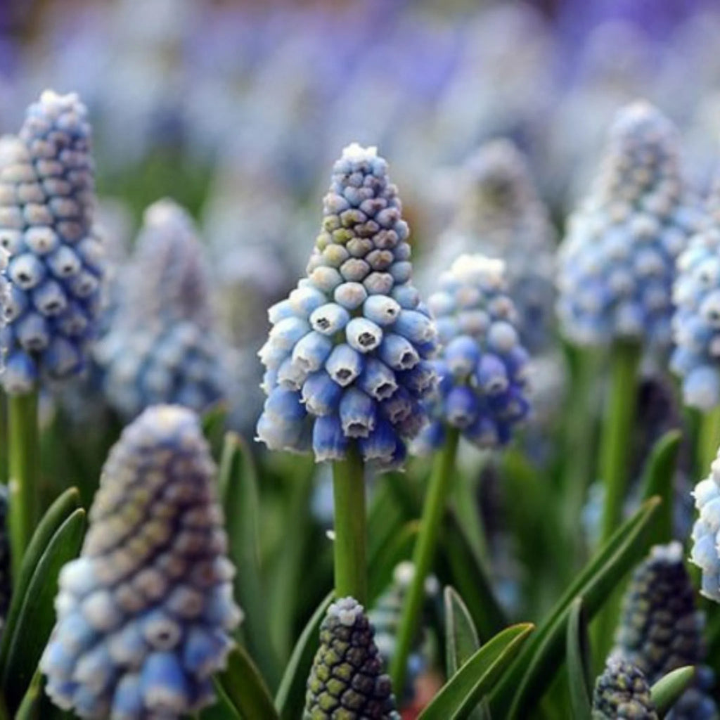 bulbi muscari 45