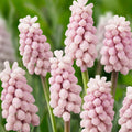 bulbi muscari 50