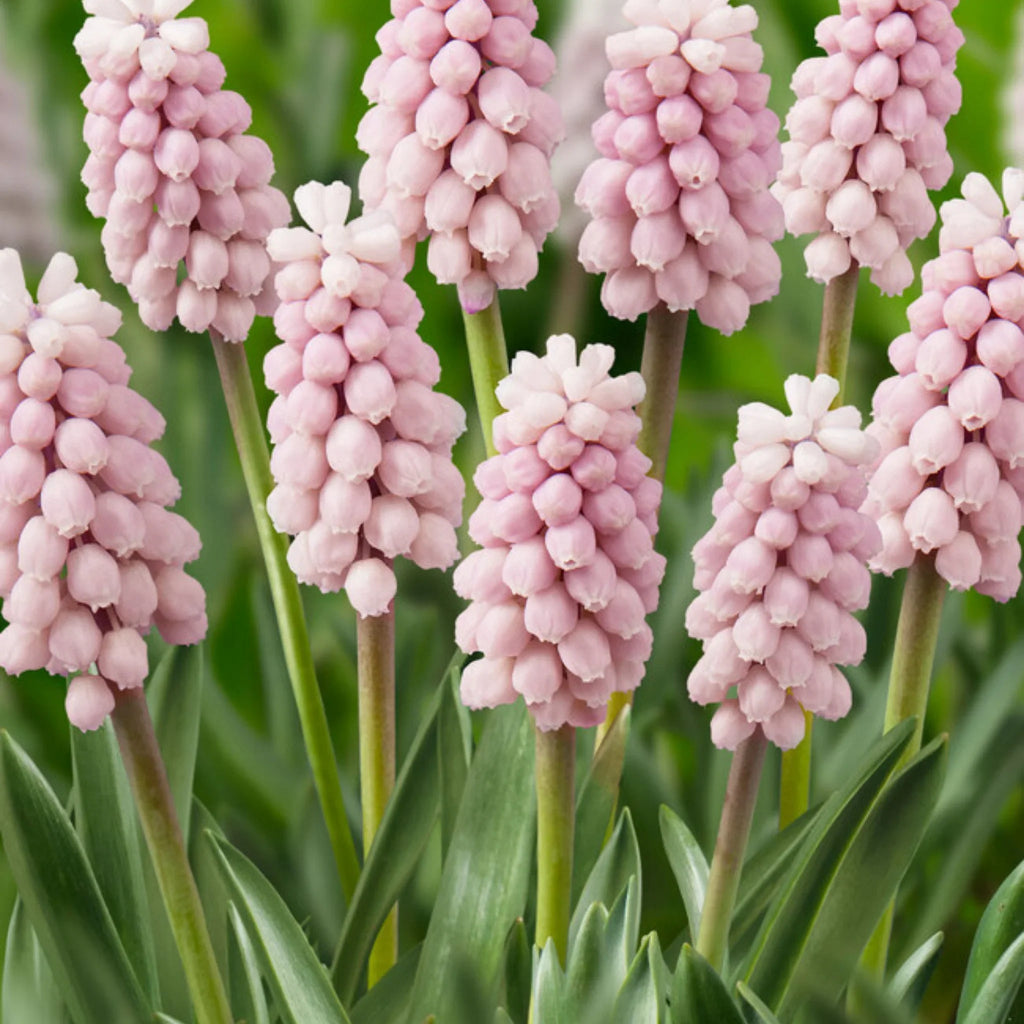 bulbi muscari 51