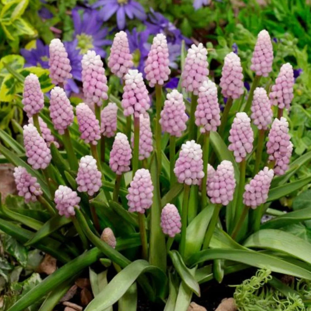 bulbi muscari 52