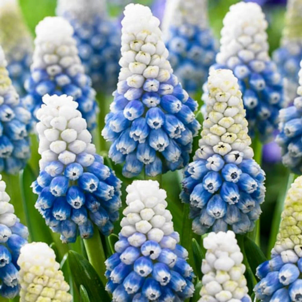bulbi muscari 57