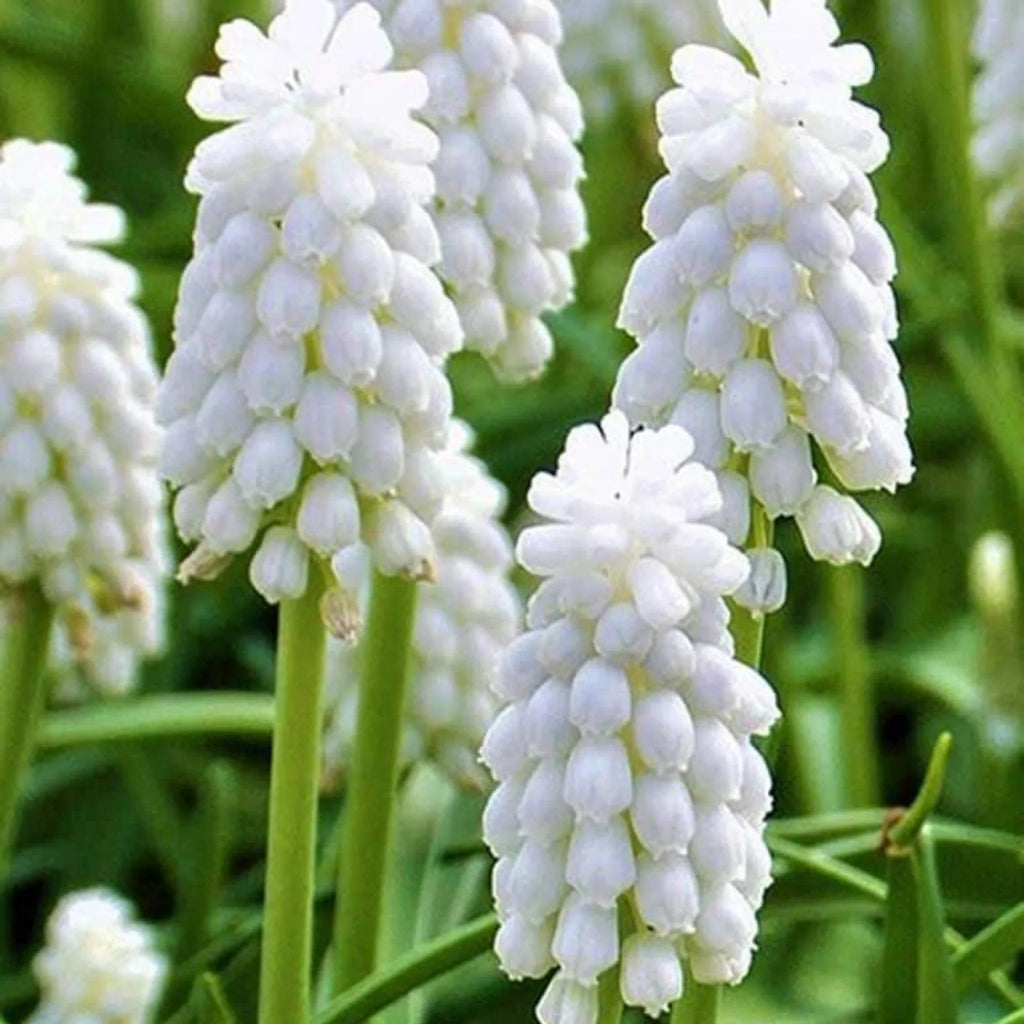 bulbi muscari 58