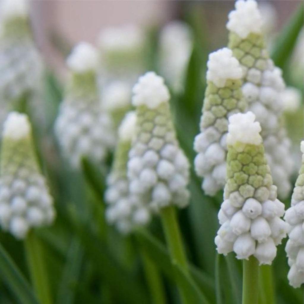 bulbi_muscari_59_dc4f75b5-bd50-4673-bb5a-375e9dc7e1ae - Fitza Florilor