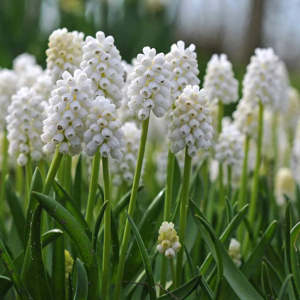 bulbi_muscari_60_20779cd2-8494-40f6-93ae-8569b7ffd720 - Fitza Florilor