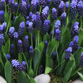 bulbi muscari 70