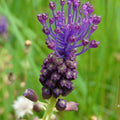 bulbi_muscari_75_68267f02-c530-440d-8d3f-742c965dd5e2 - Fitza Florilor