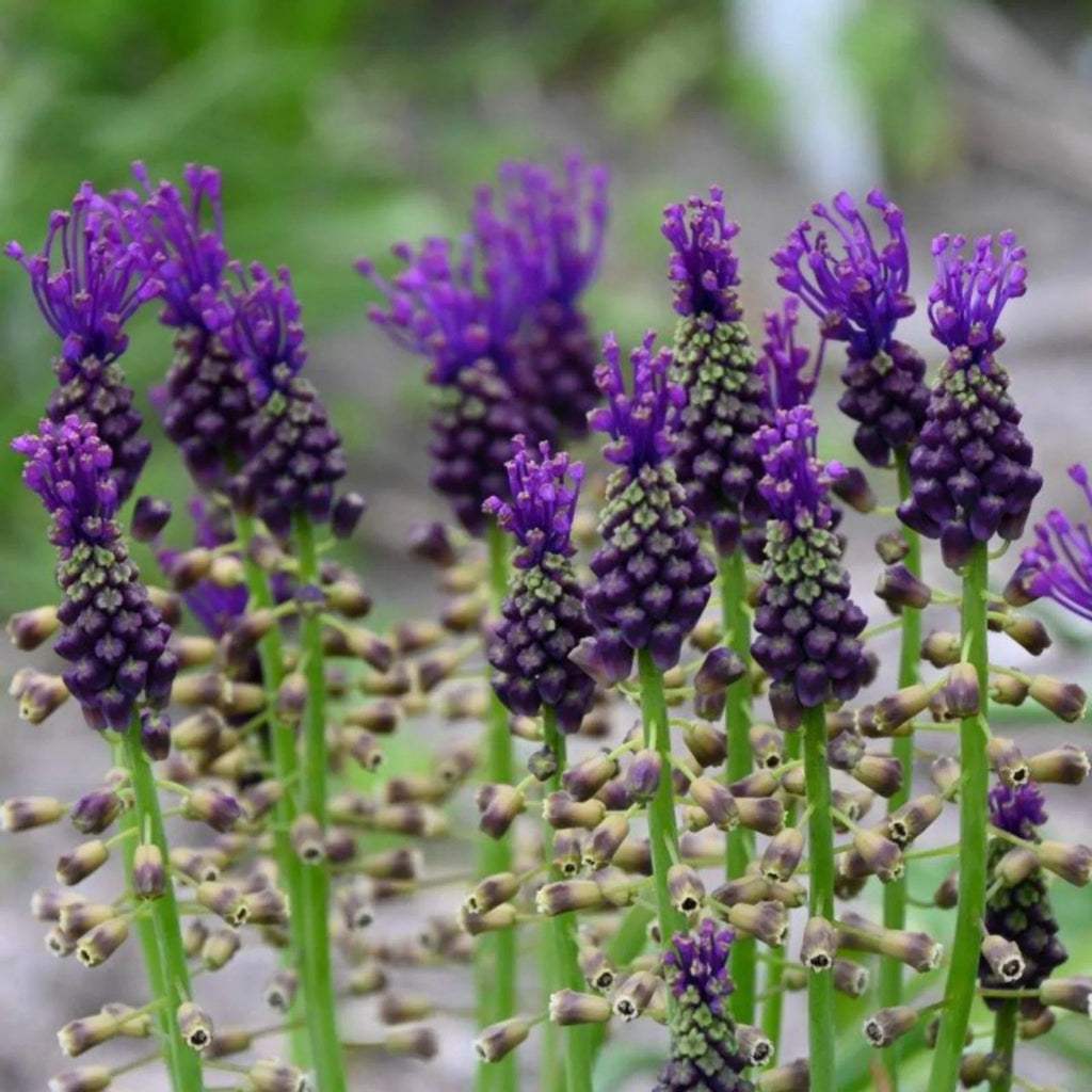 bulbi_muscari_76_ace776fb-68fc-4506-bdc6-181f760ee46d - Fitza Florilor