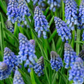 bulbi_muscari_77_a934799c-6cdd-43b6-bf6a-394ca1ffd93a - Fitza Florilor