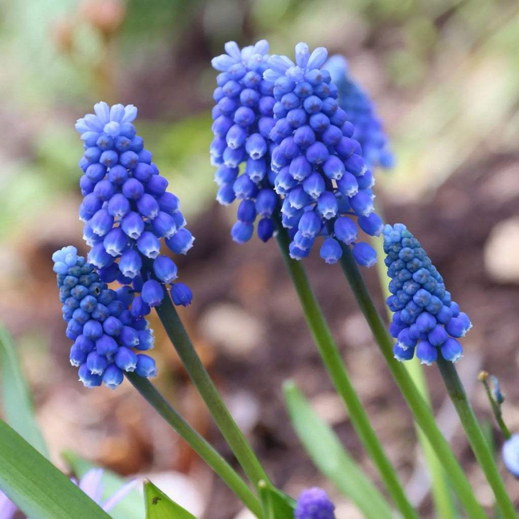 bulbi_muscari_79_a107eaee-5b51-4d40-bb06-adb44dddaefe - Fitza Florilor