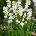 bulbi_tuberoze15_1c2c912f-9d36-46d8-822d-99f5f31acb57 - Fitza Florilor