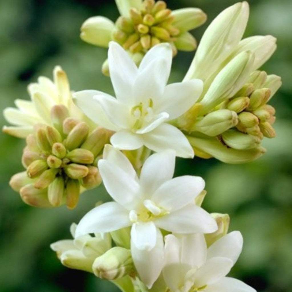 bulbi_tuberoze16_3319f558-b98c-4a14-8379-d1b7cc5e28f9 - Fitza Florilor