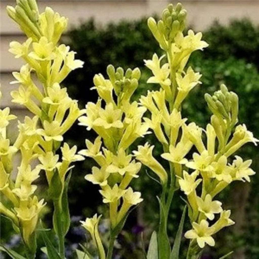 bulbi_tuberoze1_4fab9531-930b-4a3a-8865-68223add0f50 - Fitza Florilor