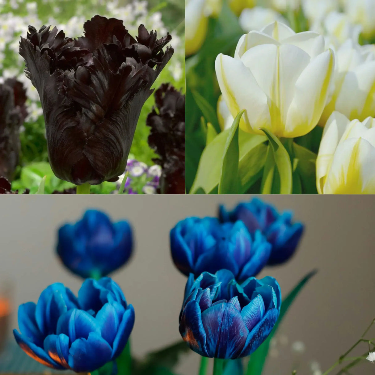 Bulbi de Lalele - Pachet Promo 2 - Mix Black-Blue Flame - 30 buc