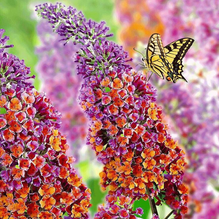 Buddleja Liliac de Vara "Butterfly"